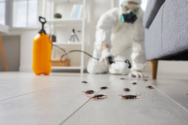 Commercial Kitchen Cockroach Control in McGaheysville